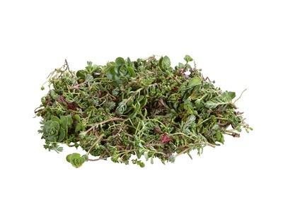 BauderGREEN sedum sprouts