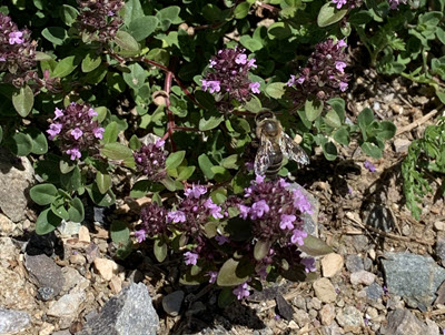 VIRIdiVITA substrate